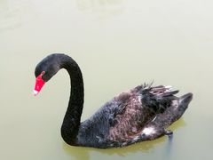 -盐城丹顶鹤湿地生态旅游区