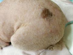 -仁华宠物医院(青羊店)