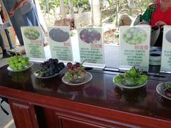 -马陆小张葡萄园农家乐