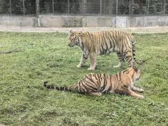 -上海野生动物园