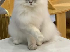 -BABIT巴比特宠物(MOMOPARK店)