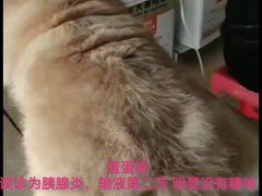 -博康动物诊所(兴国中路店)