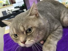 -瑞鹏宠物医院·骨科·猫科·内科(第一中心)