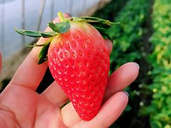 -恒绿农产品草莓采摘园