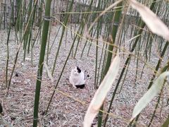 -大觉寺-停车场