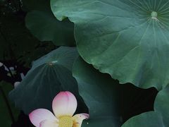 -莫催咖啡