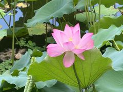 -荔湾湖公园