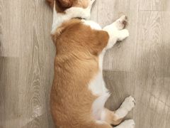 -浣熊柯尔鸭土拨鼠·电玩咖