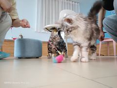 -喵宠乐园·撸猫互动·猫舍