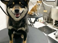 -Oh My Dog宠物沙龙(伊珊娜皮毛护理店)