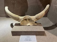 -巴音郭楞蒙古自治州博物馆