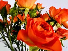 -循礼门鲜花花市(武汉循礼门店)