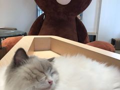 -瞄一喵猫咖(格力海岸店)