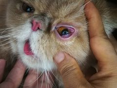 -纳吉亚猫专科动物诊疗中心(蒋宅口分院)