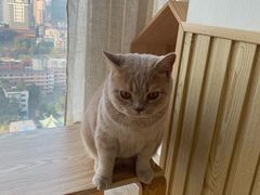 -Catmate·猫肥家润(金润铂宫店)