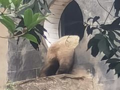 -中国大熊猫保护研究中心雅安碧峰峡基地