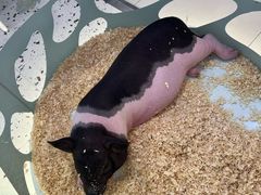 -万达广场(惠州大亚湾店)