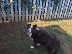 -趣玩宠物乐园寄养训犬训狗游泳池