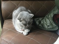 -猫色咖啡·猫咖