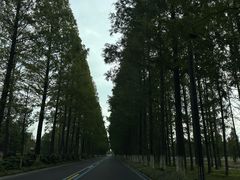 -黄海国家森林公园