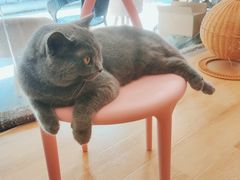 -猫咪派对(江南西店)