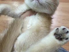 -十月米努特矮脚猫舍