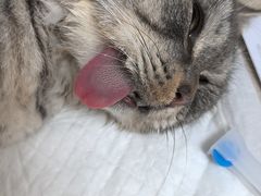 -北京观赏动物医院·24小时大型综合·猫专科·异宠专科