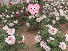 -仁和公园(顺义区)