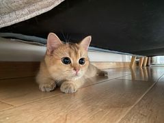 -猫大福·Fortune Cat猫舍(百子湾店)