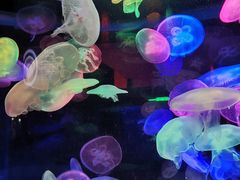 -太平洋海底世界