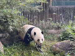 -广州动物园