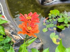 -蘇河湾·新鲁菜·泰山宴(泰山店)