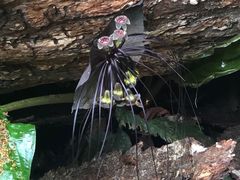 -西双版纳原始森林公园