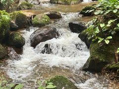 -莫里热带雨林景区