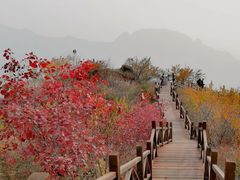 -大岭沟猕猴桃谷风景区