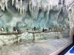 -帝企鹅自助餐厅•儿童岛•真企鹅(长隆企鹅酒店)