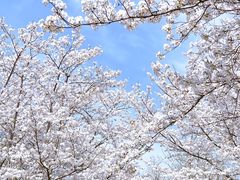 -顾村公园
