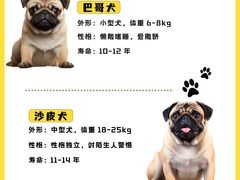 -翊宠yipet猫狗购宠庄园