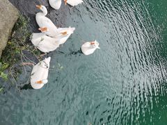 -靖西鹅泉风景区