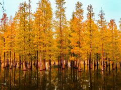 -白鹭湾湿地公园