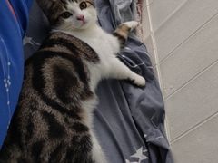 -lincat·猫舍(广州店)