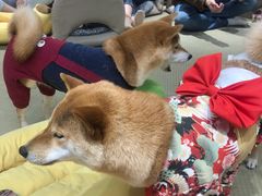 -逗柴咖啡屋·狗咖猫咖宠物桌游