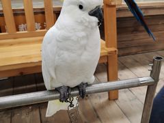 -南宫五洲植物乐园