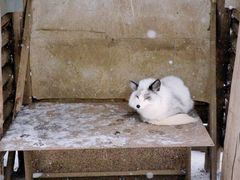 -宫城藏王狐狸村