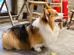 -四喜小胖·北京涮肉(五道营店)