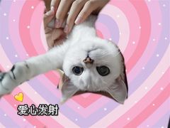-翊宠yipet猫狗购宠庄园犬舍•猫舍