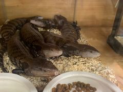 -青石桥花鸟鱼虫市场(叠翠城店)