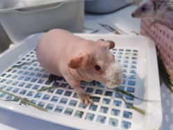 -Moni星球萌宠·小马宝莉·灵蛇·高端高阶全萌宠互动体验俱乐部(红豆国际广场店)