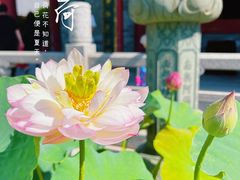 -西安大兴善寺