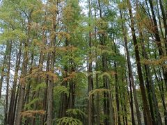 -上海共青森林公园